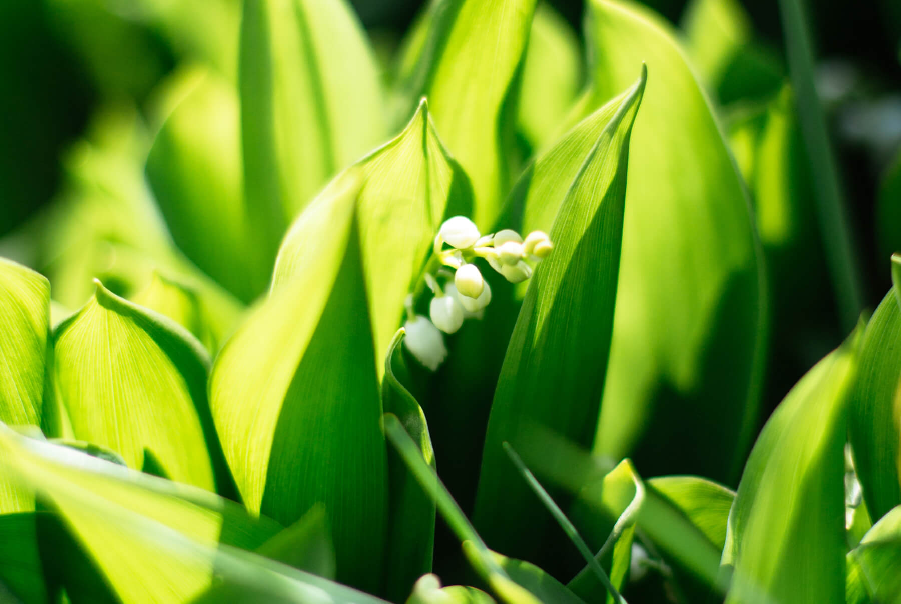 The Muguet of Mayday