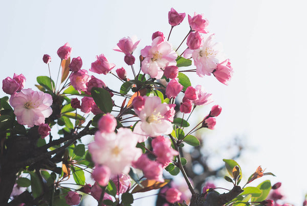These women who changed perfumery