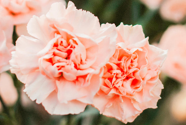 Life of Anna Jarvis or how the carnation became the Mother's Day flower